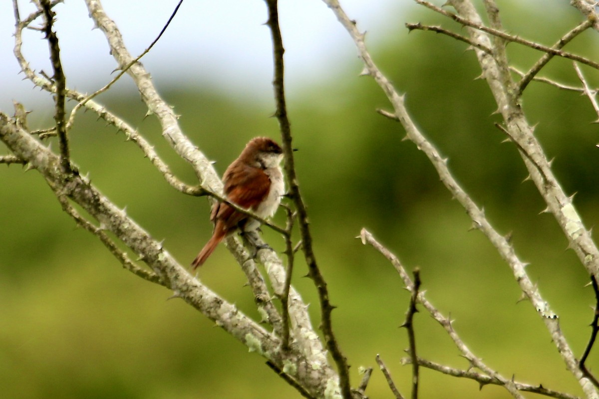 Yellow-chinned Spinetail - ML386212291