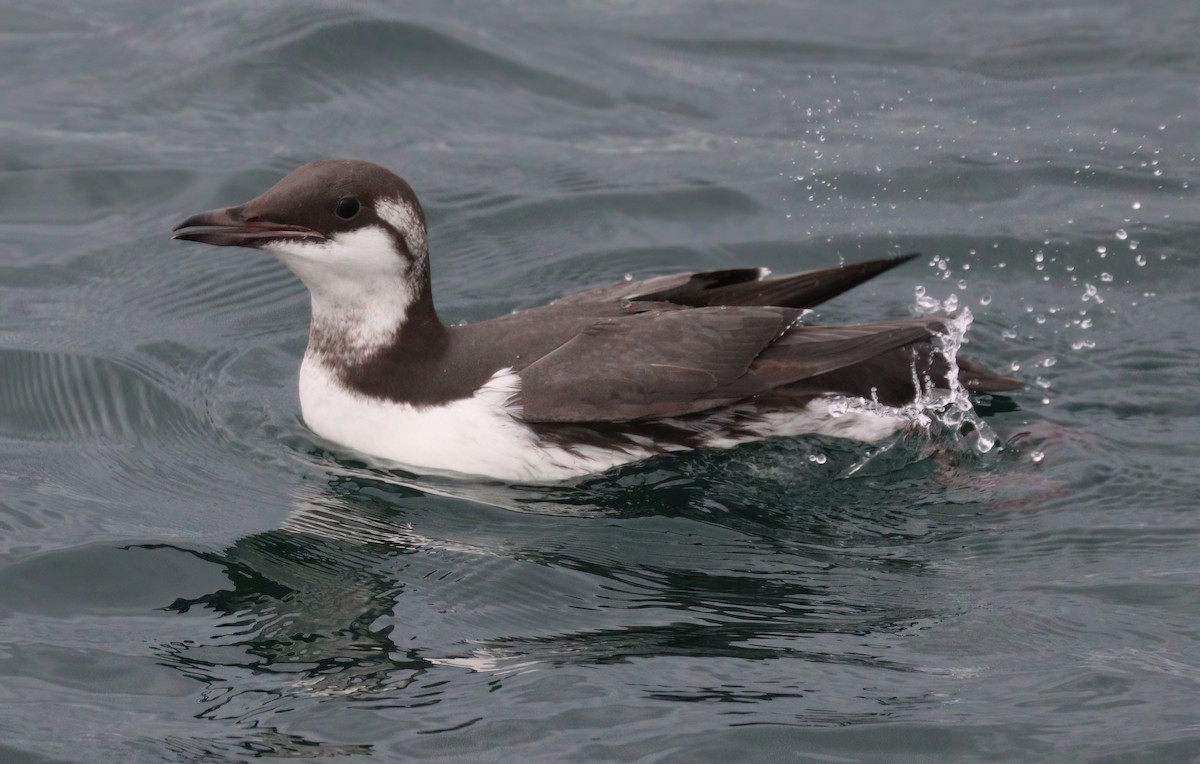 Common Murre - Charlotte Byers