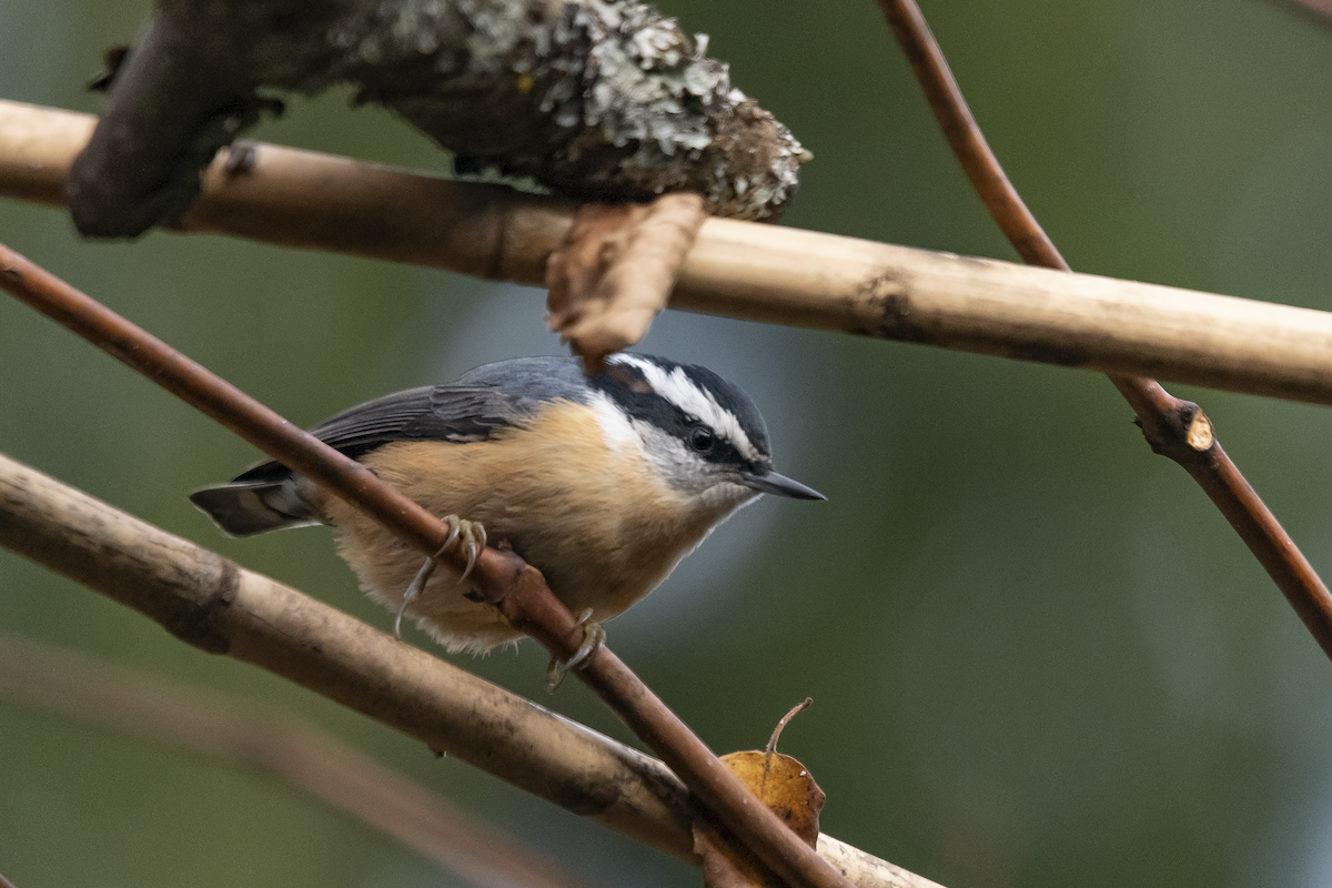 Red-breasted Nuthatch - ML386216571