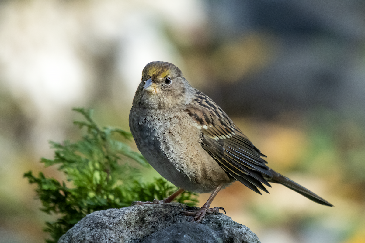 Golden-crowned Sparrow - ML386218761