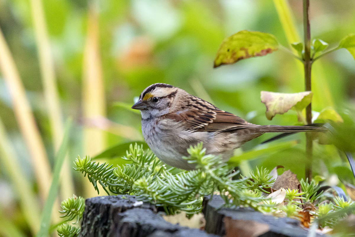 White-throated Sparrow - ML386219191