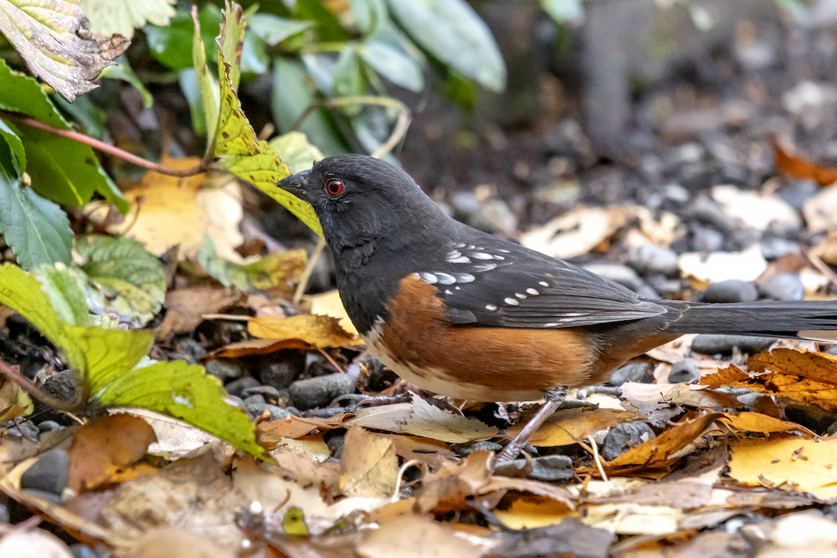 Spotted Towhee - ML386220051