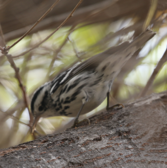 Black-and-white Warbler - ML38622021