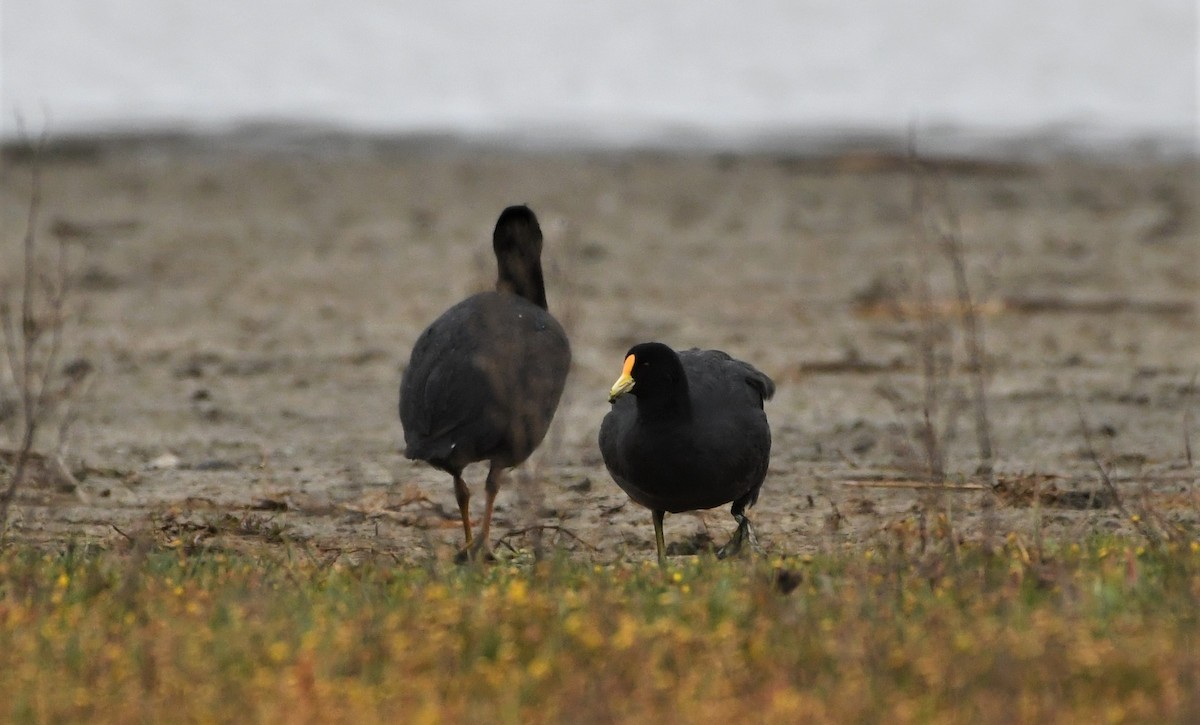 White-winged Coot - ML386226901