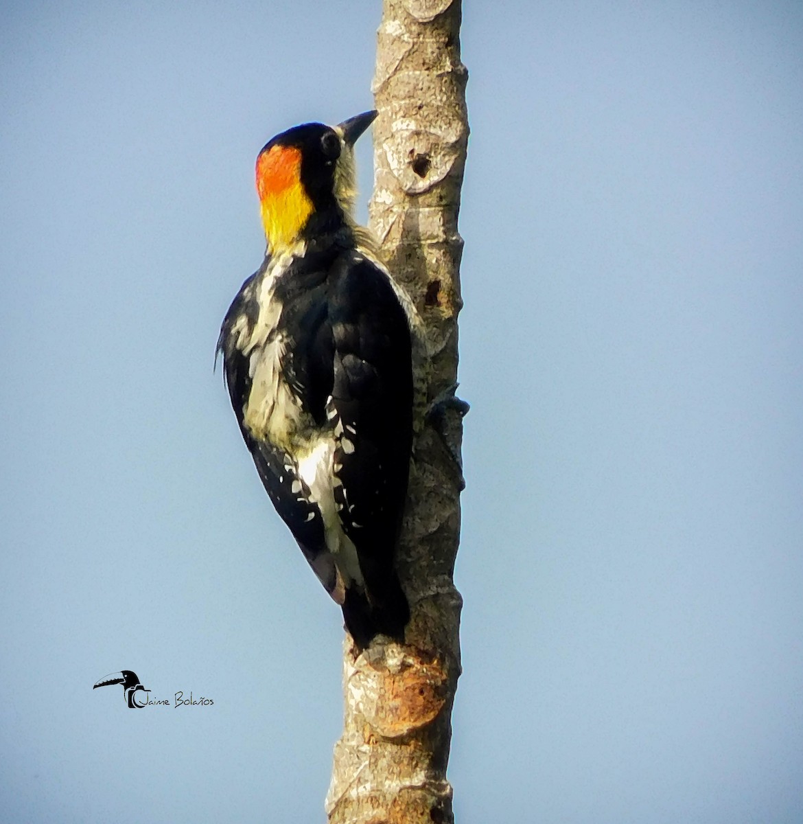 Beautiful Woodpecker - ML386230631