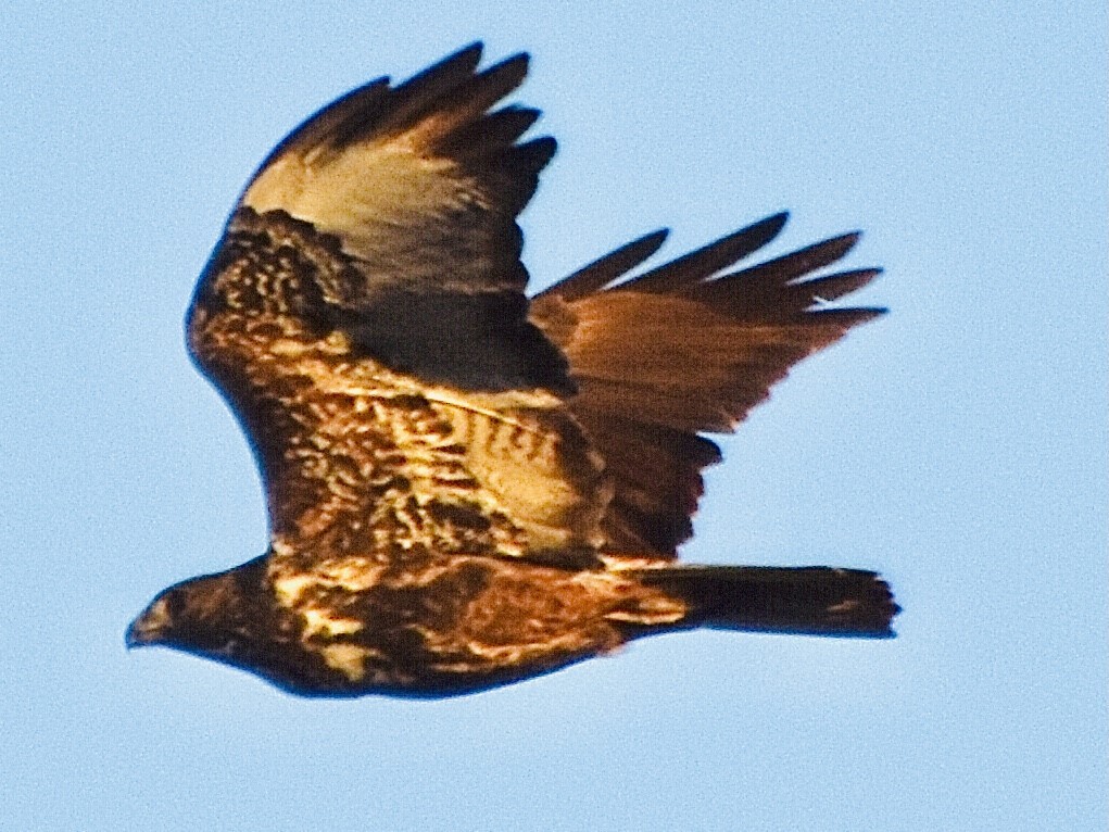 Red-tailed Hawk - Jason C. Martin