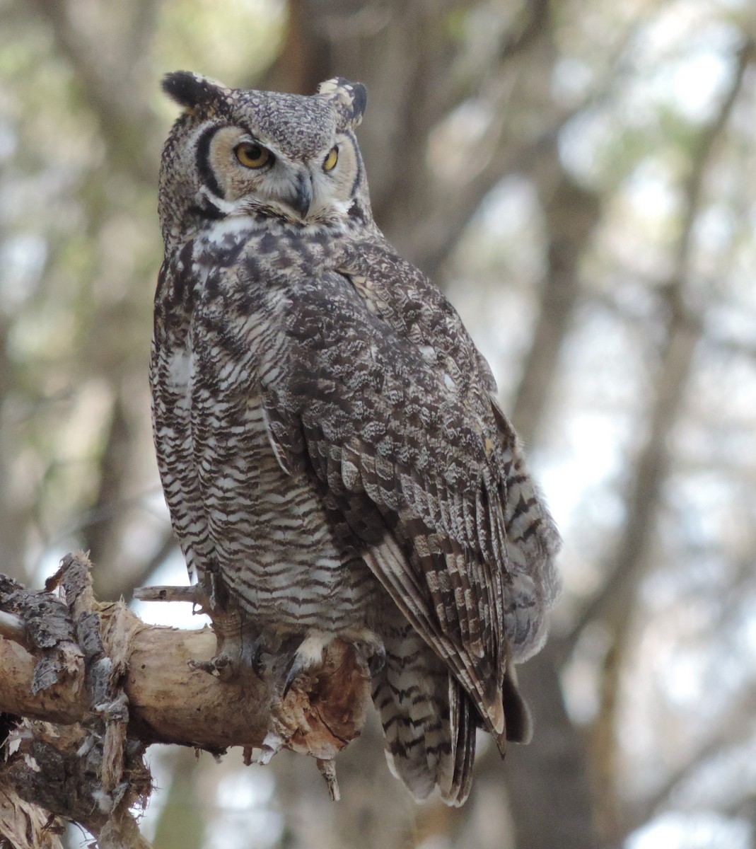 Great Horned Owl - ML38623201