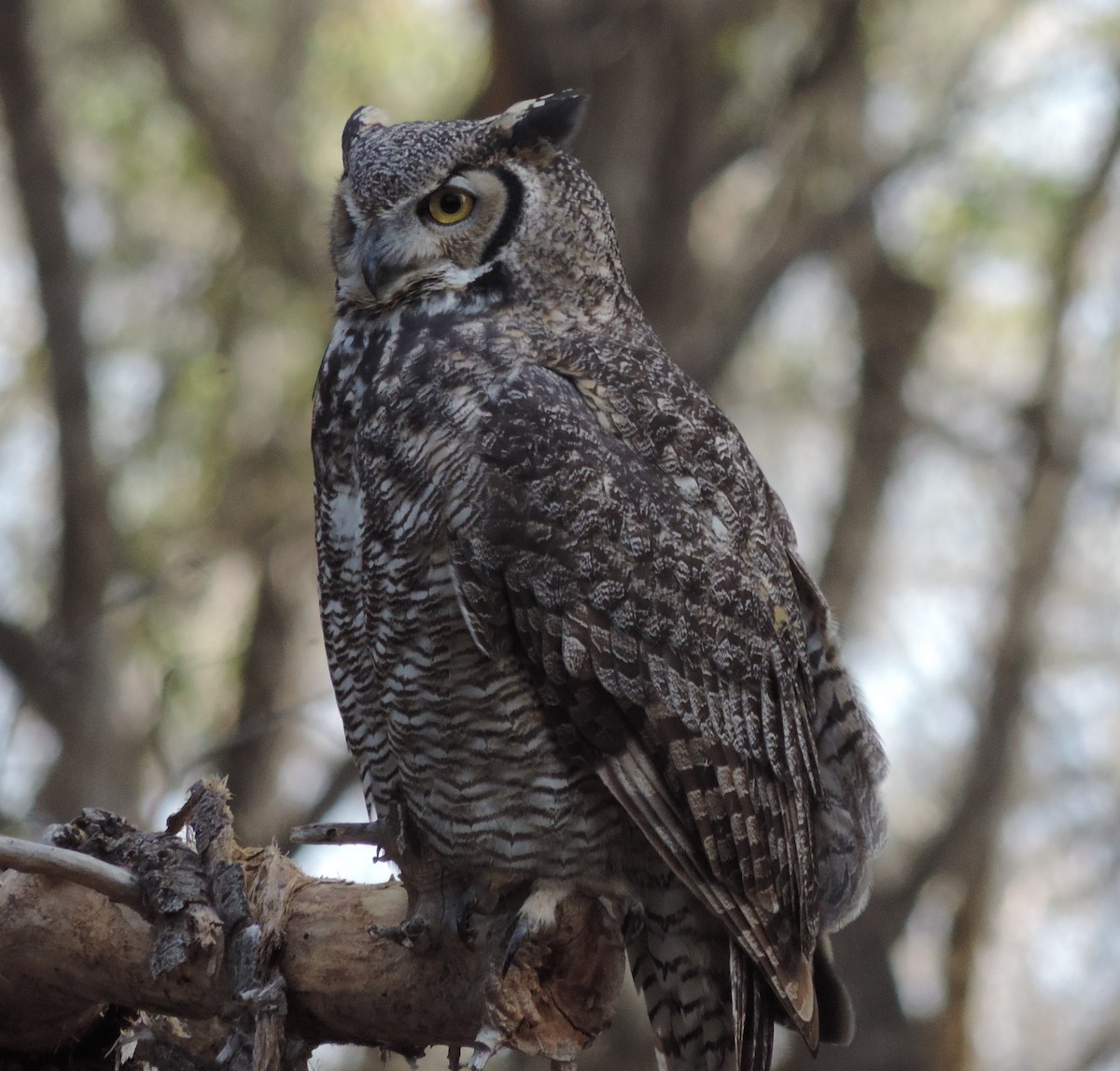 Great Horned Owl - ML38623211