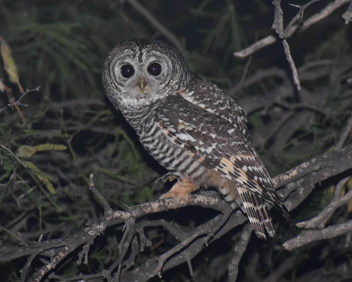 Chaco Owl - Damián Ganime