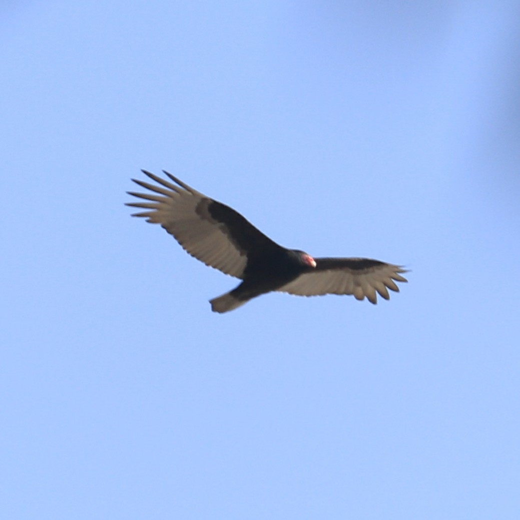 Turkey Vulture - ML386236951