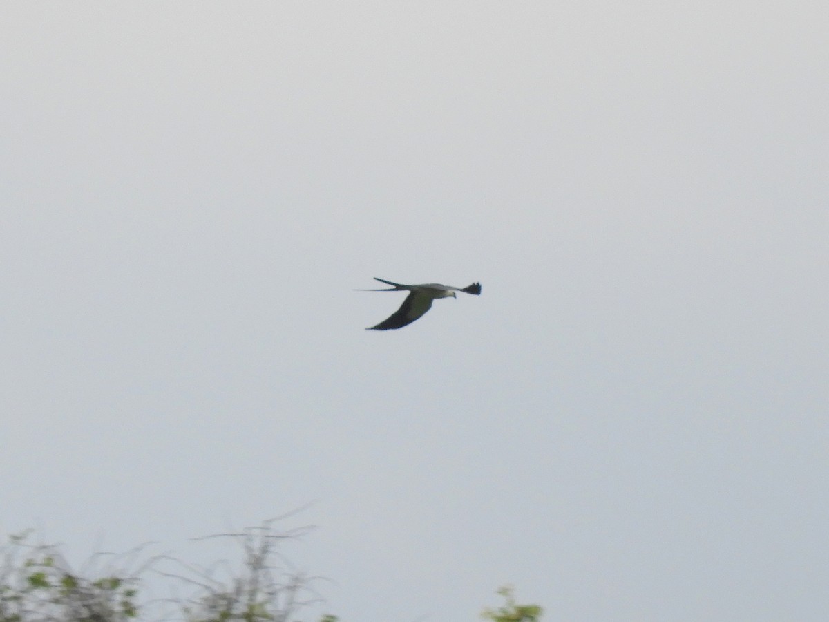 Swallow-tailed Kite - ML386238181