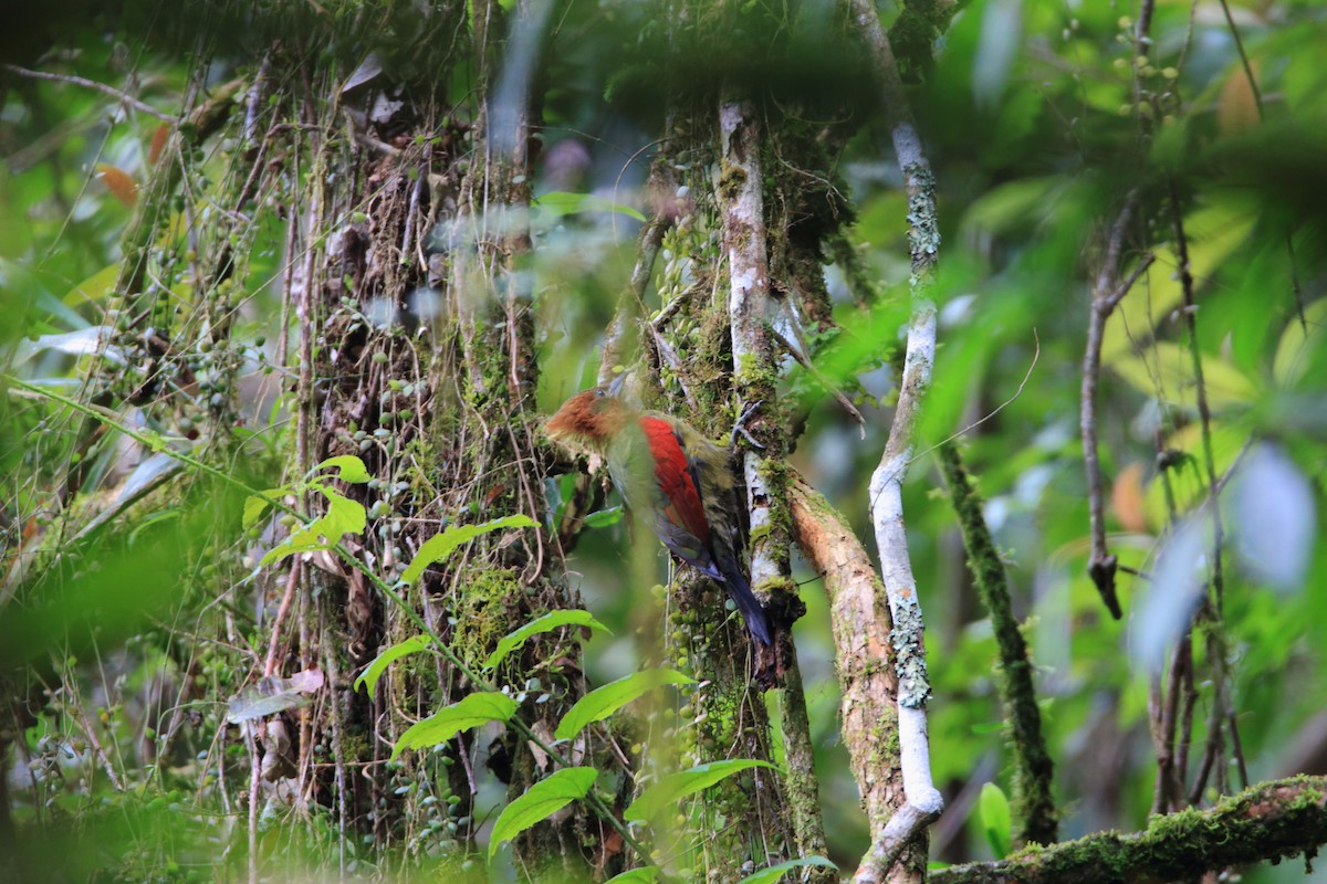 Crimson-winged Woodpecker - ML386238281