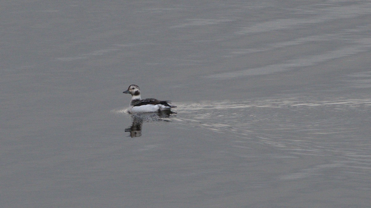 Long-tailed Duck - Annie Lavoie