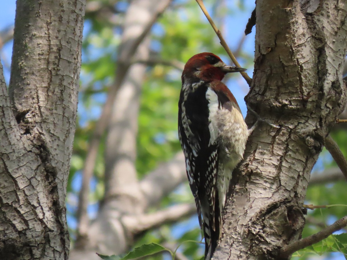 Red-breasted Sapsucker - ML386246721