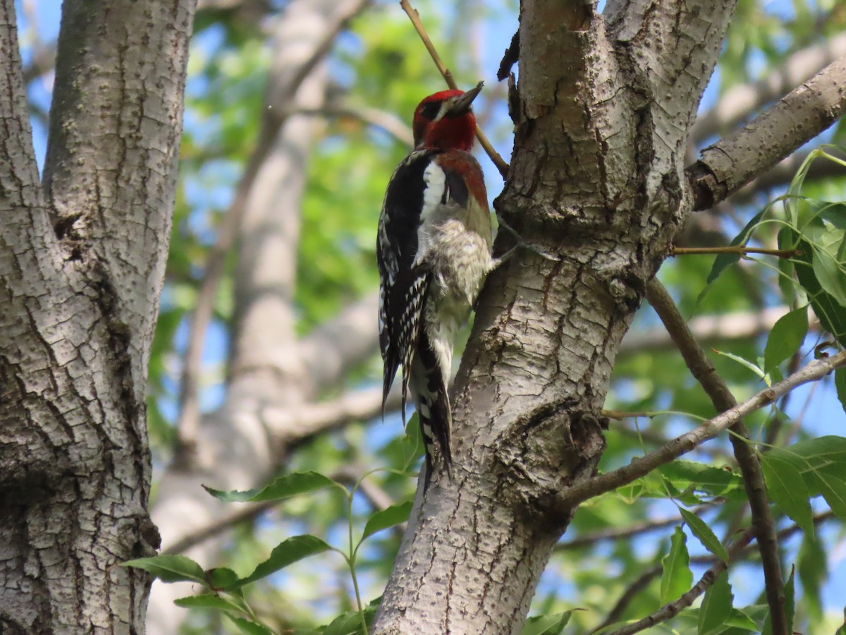 Red-breasted Sapsucker - ML386246831