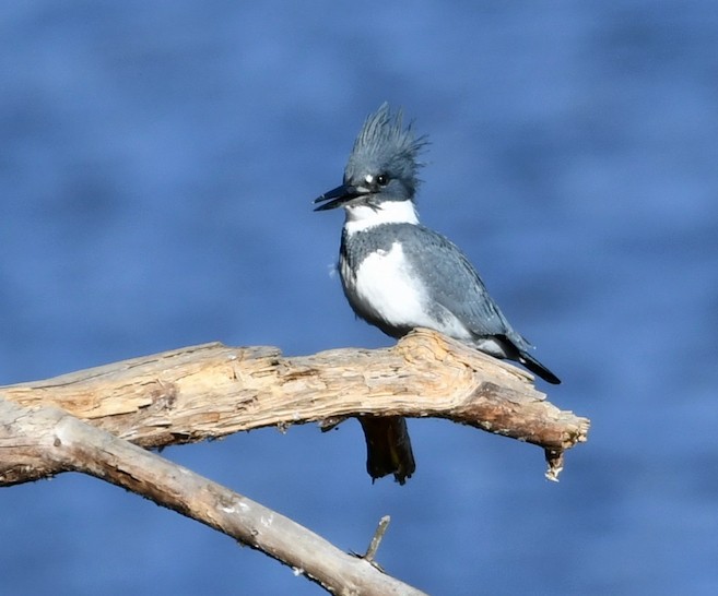 Belted Kingfisher - Claudia Nielson