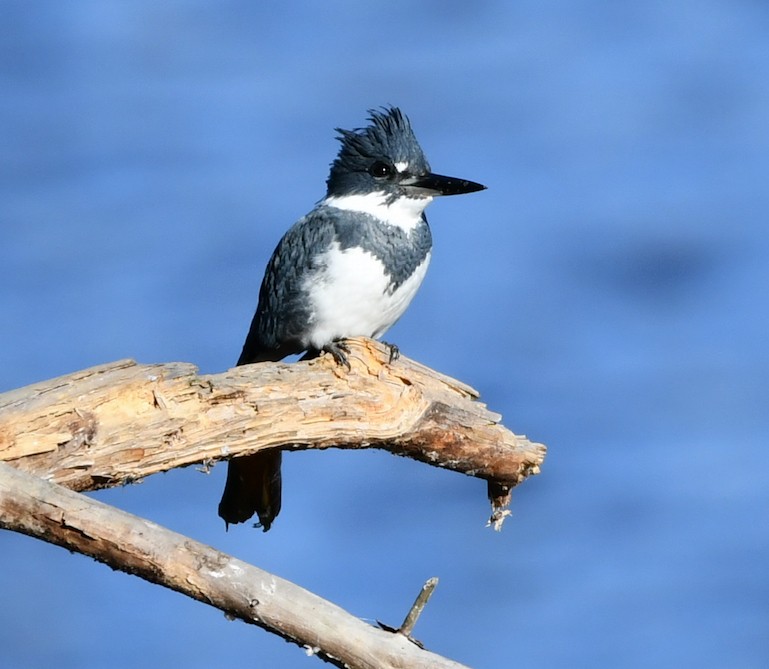 Belted Kingfisher - Claudia Nielson