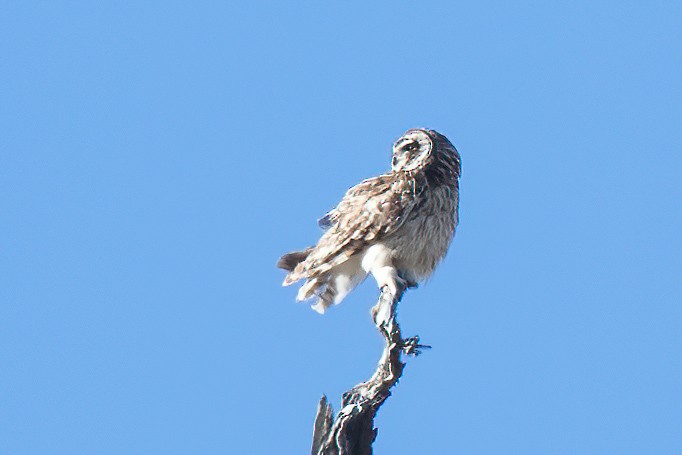 Short-eared Owl (Hawaiian) - ML386253761