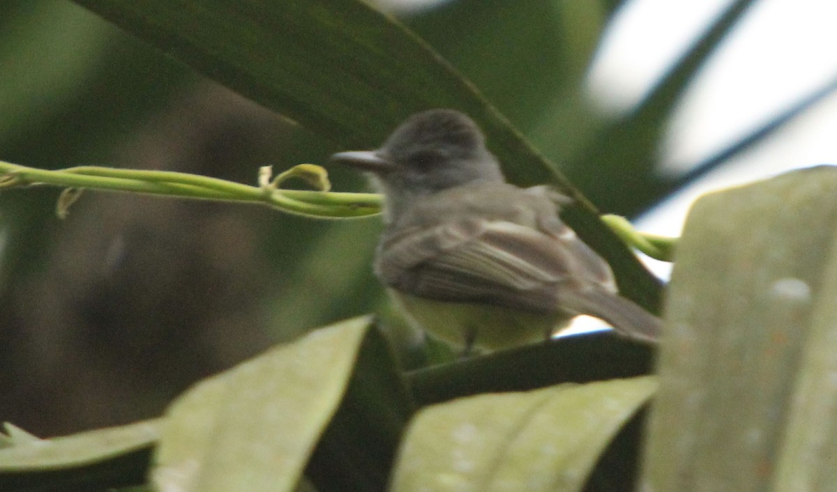 Sooty-crowned Flycatcher - ML38625631