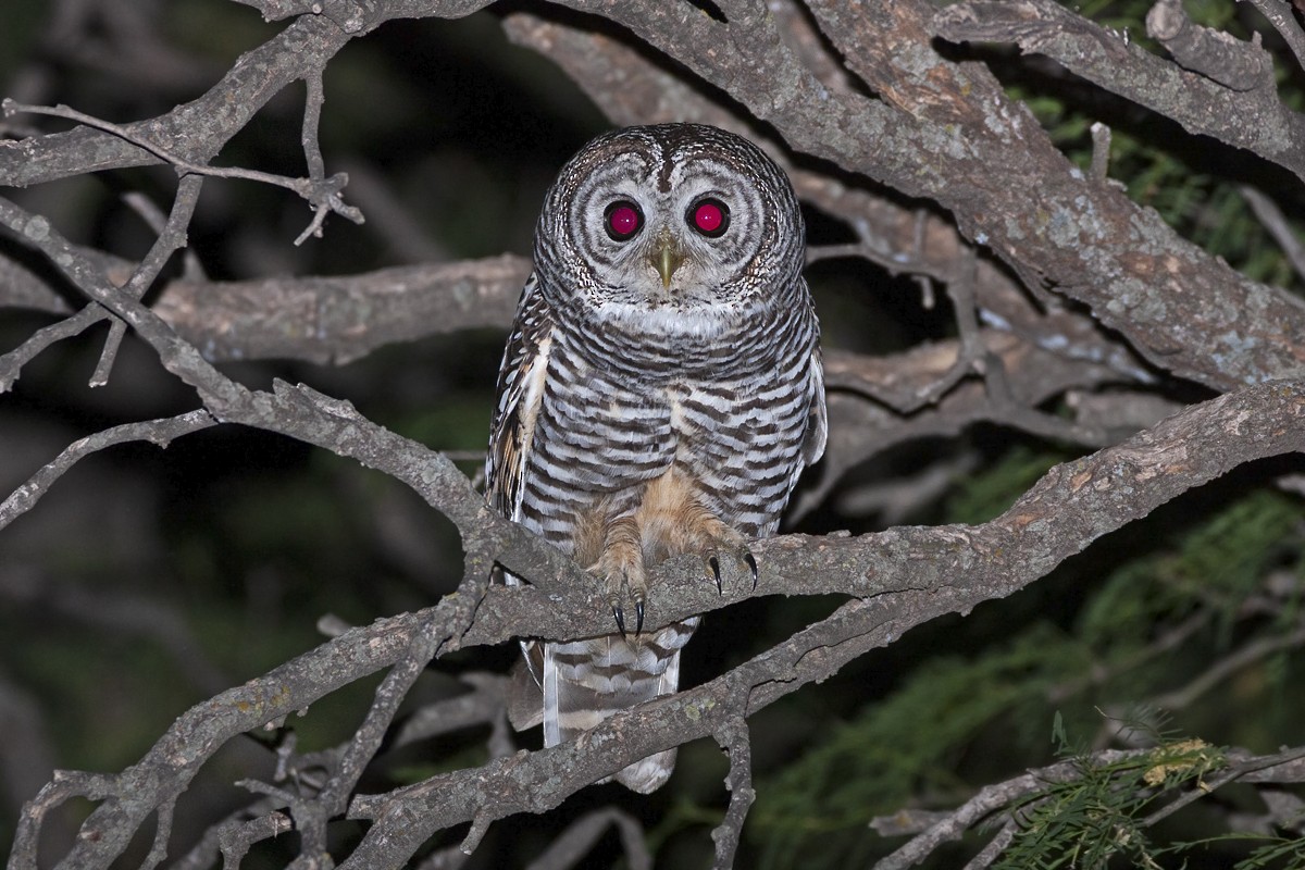 Chaco Owl - ML386261941