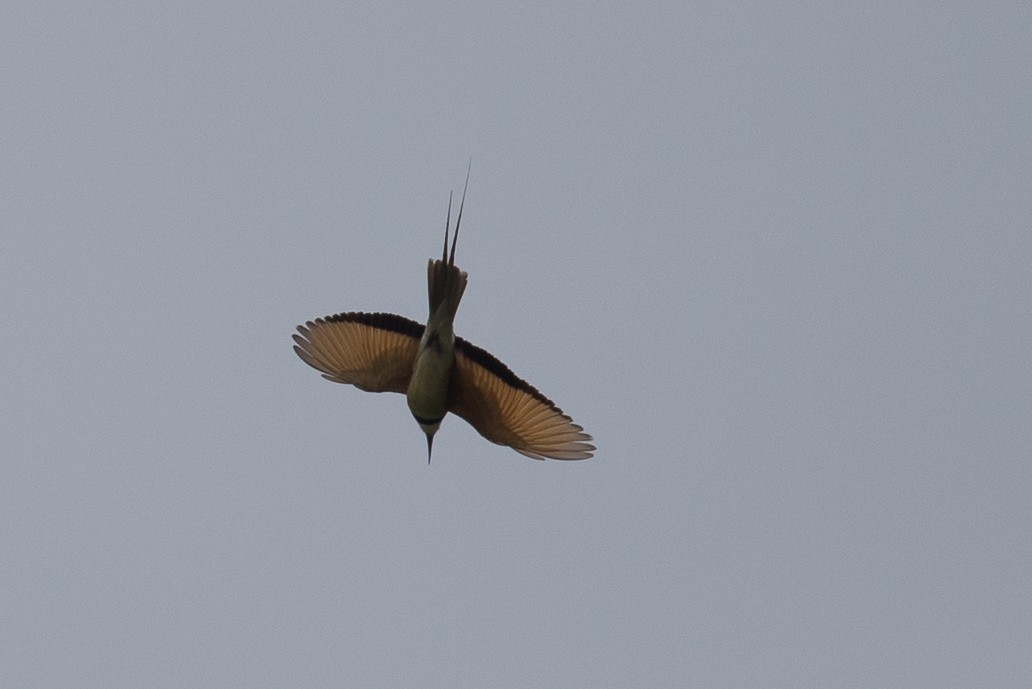 White-throated Bee-eater - ML38626271