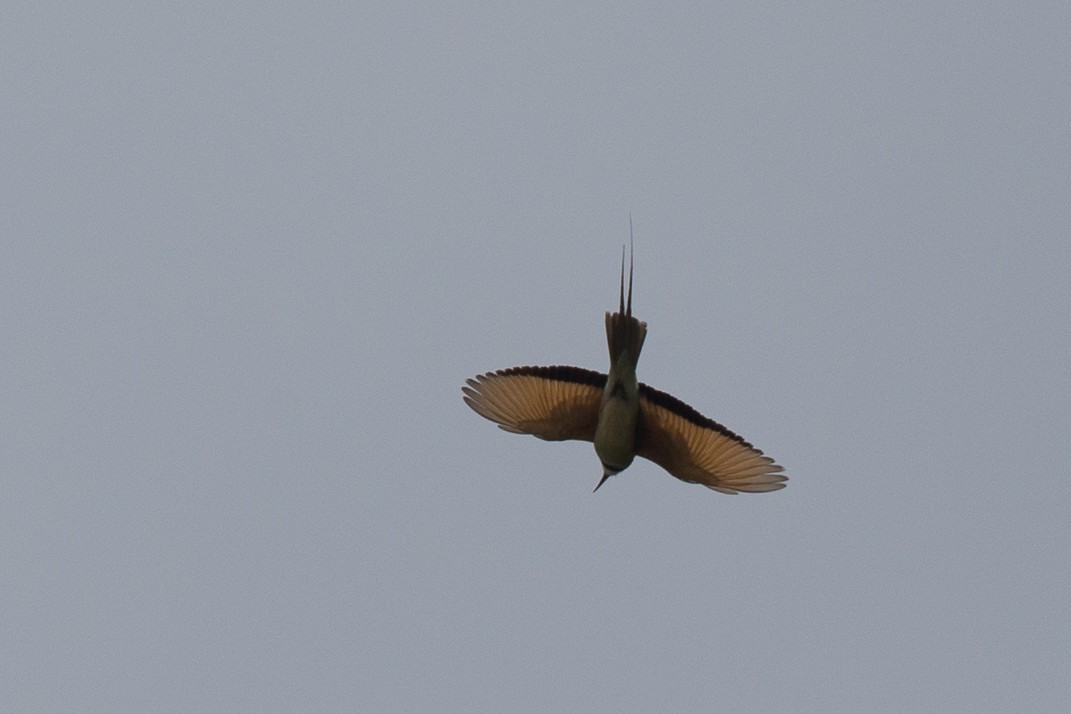 White-throated Bee-eater - ML38626281