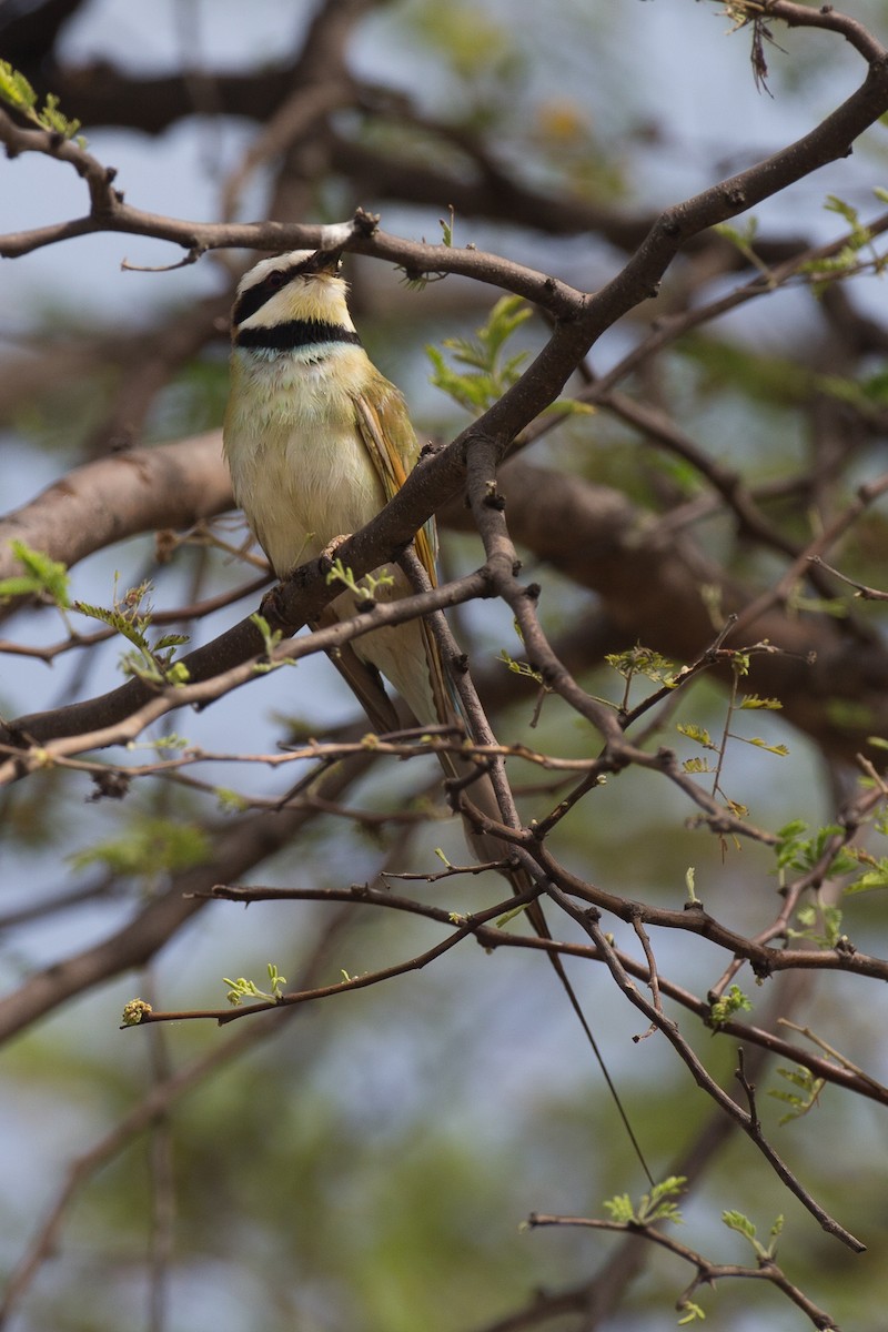 White-throated Bee-eater - ML38626341