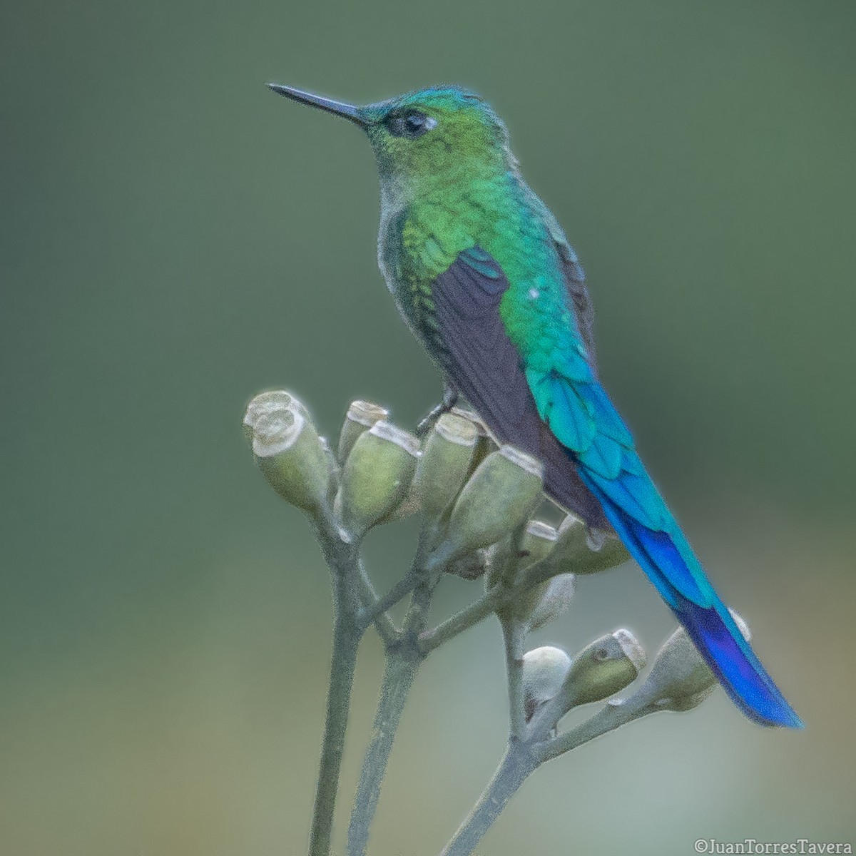 Long-tailed Sylph - ML386263691