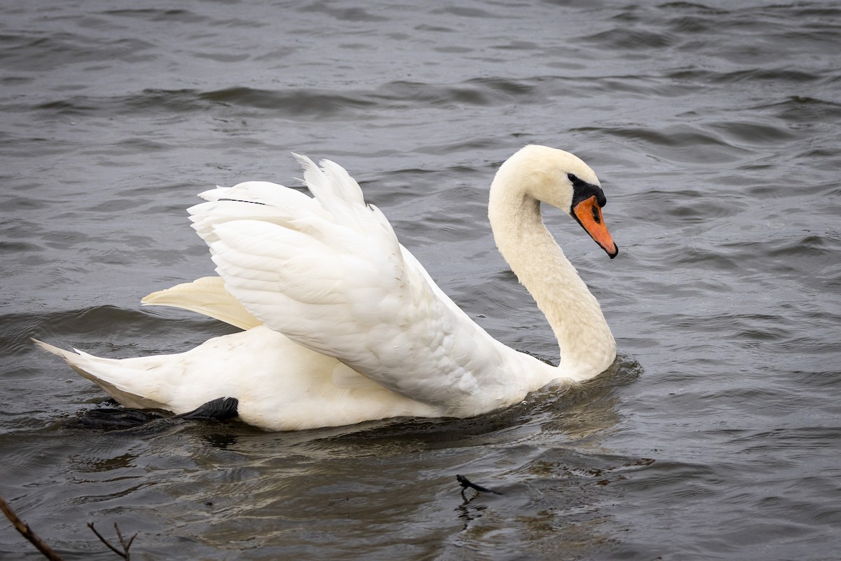 Mute Swan - Gretchen Locy