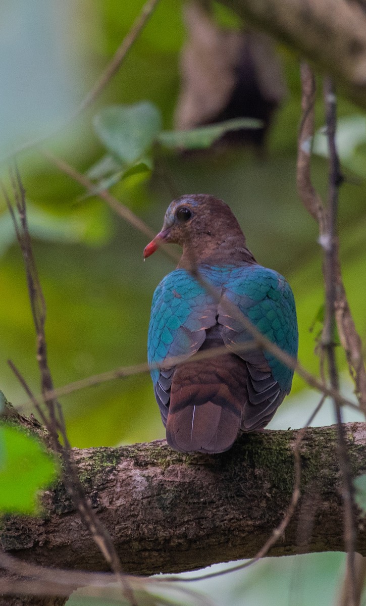 Asian Emerald Dove - Anoop  K Balakrishnan