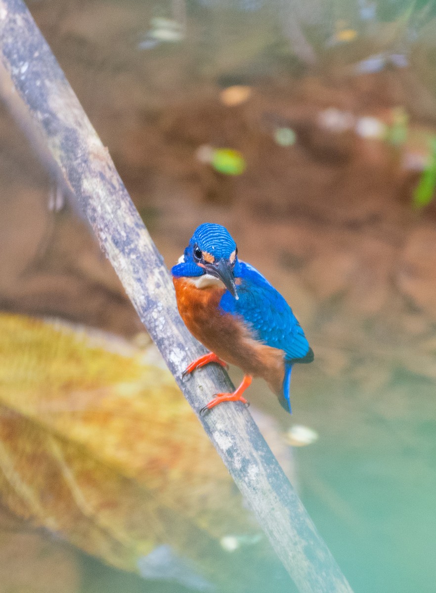 Blue-eared Kingfisher - ML386266601