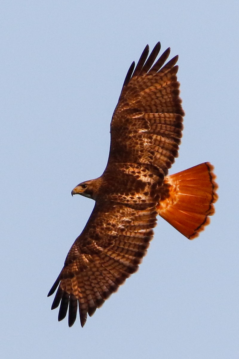 Red-tailed Hawk (fuertesi) - ML386268621