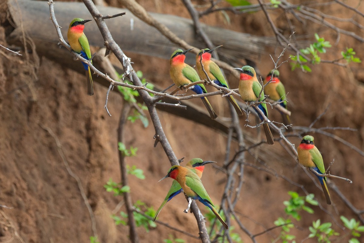 Red-throated Bee-eater - ML38627051