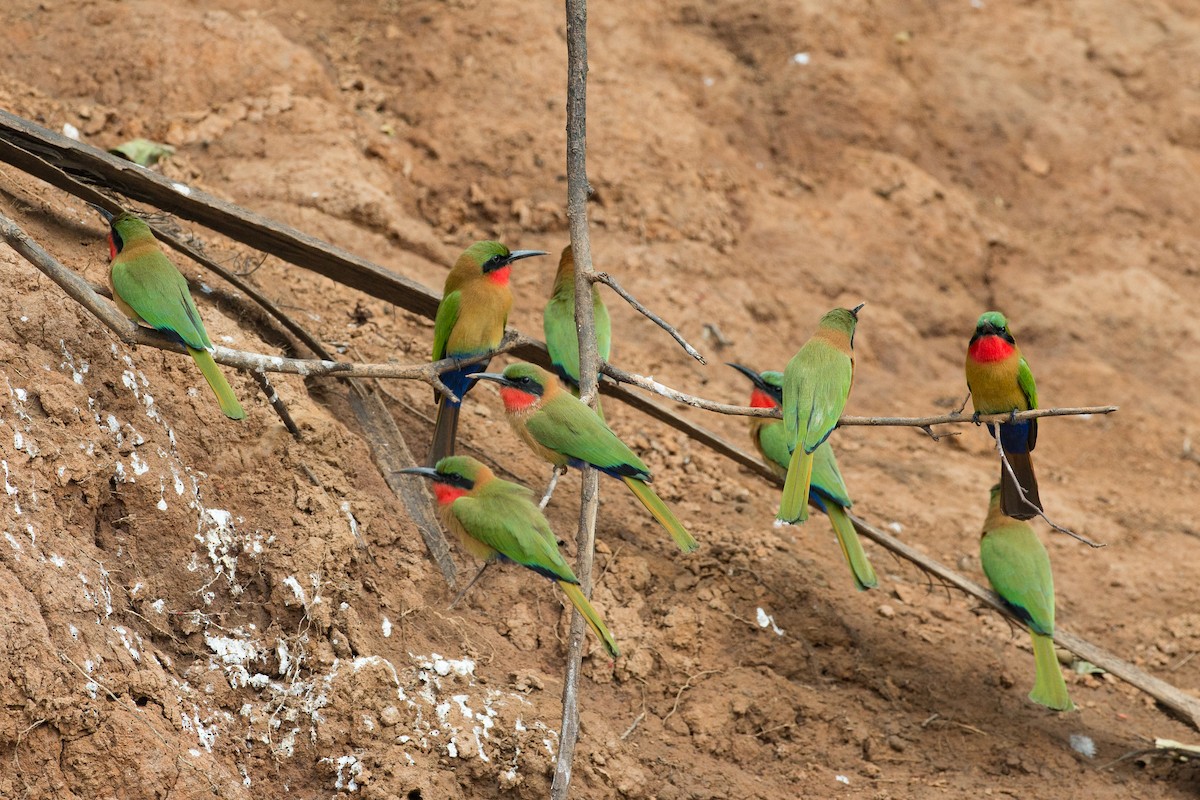 Red-throated Bee-eater - ML38627221