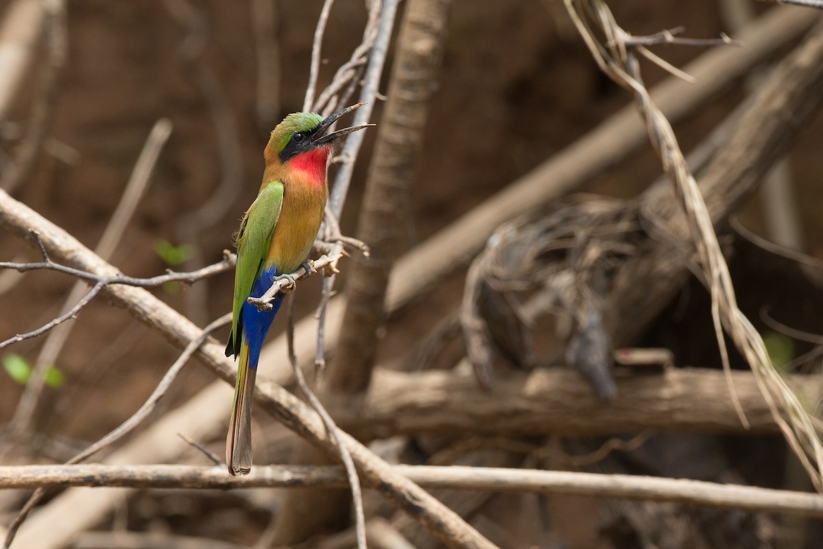 Red-throated Bee-eater - ML38627291