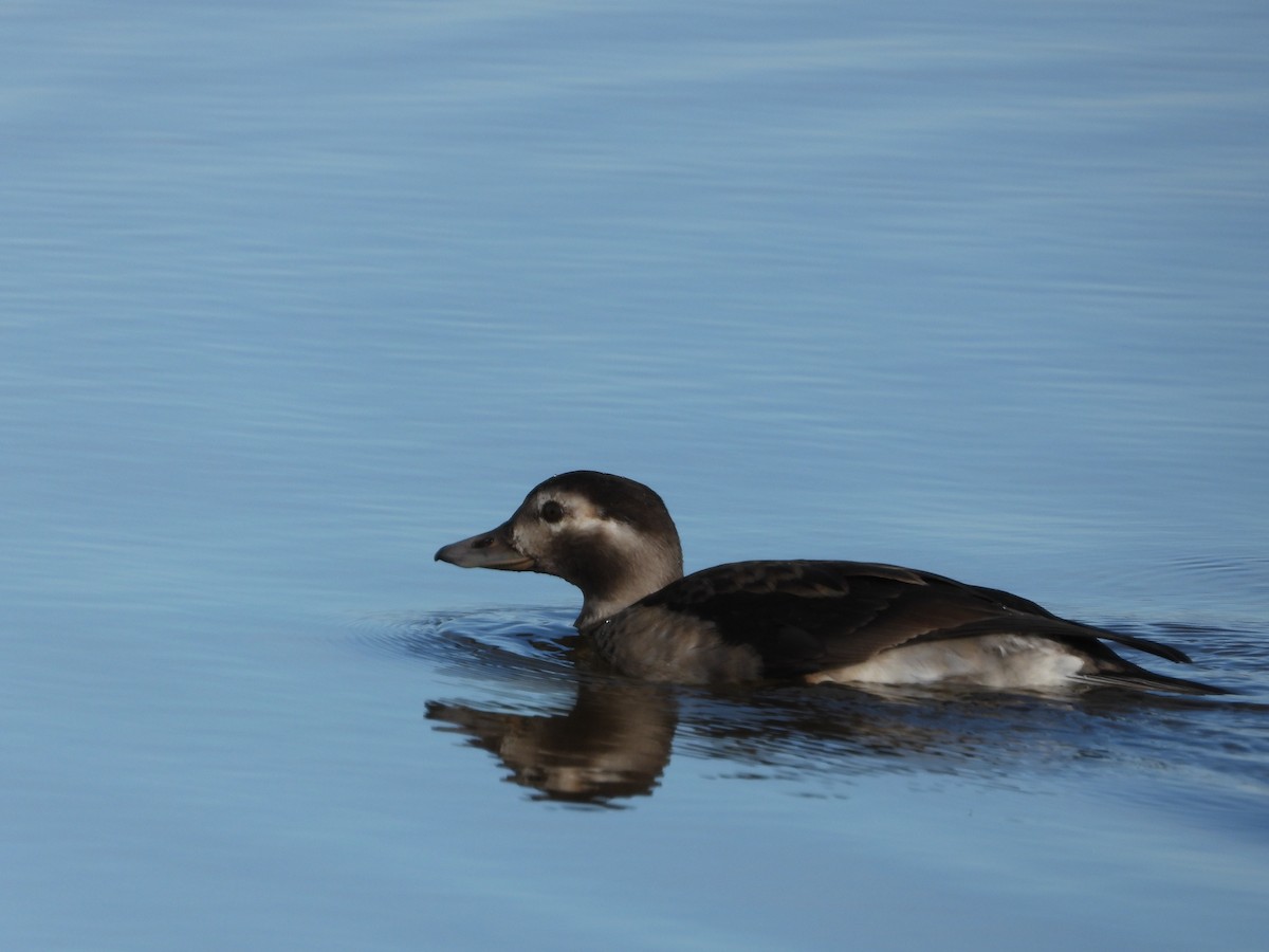 Long-tailed Duck - ML386277241