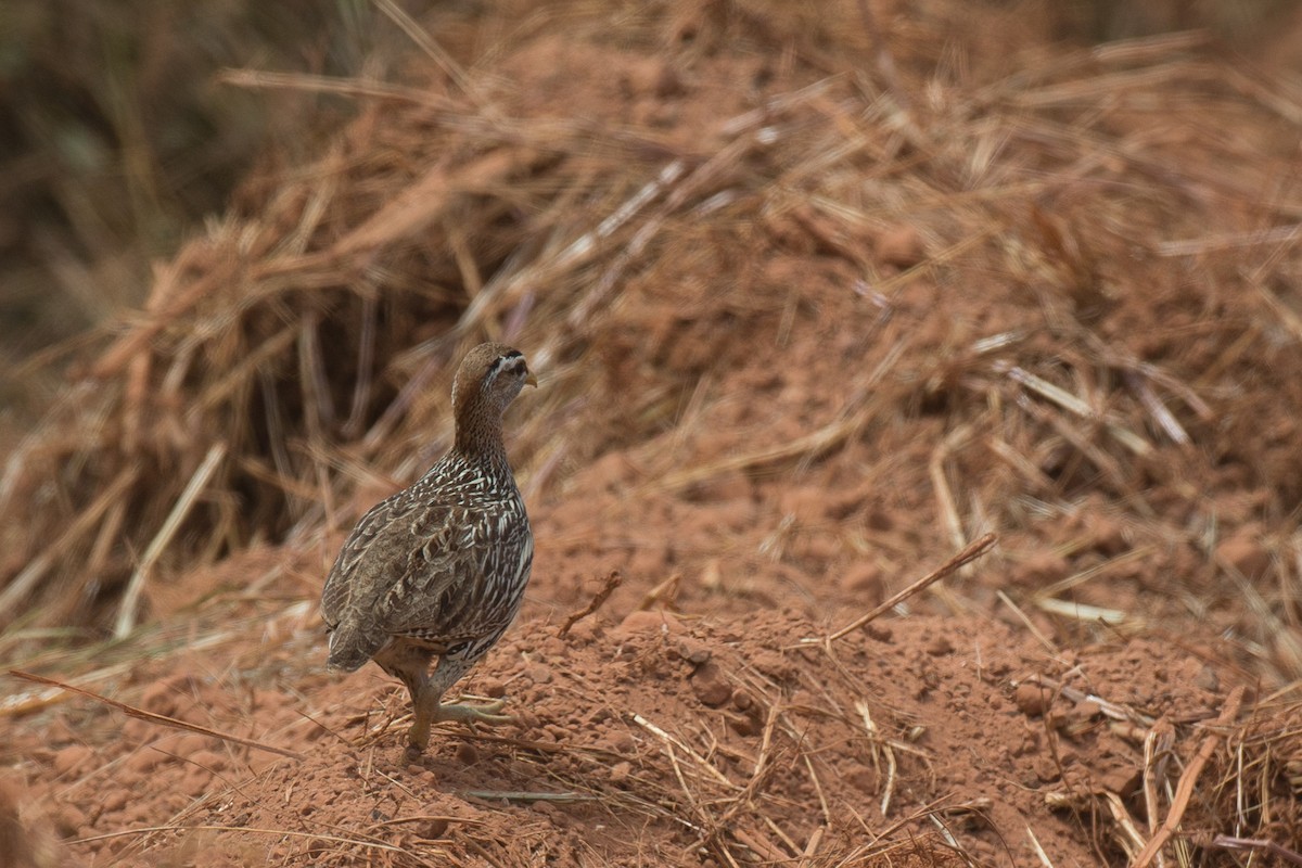 Double-spurred Spurfowl - ML38627841