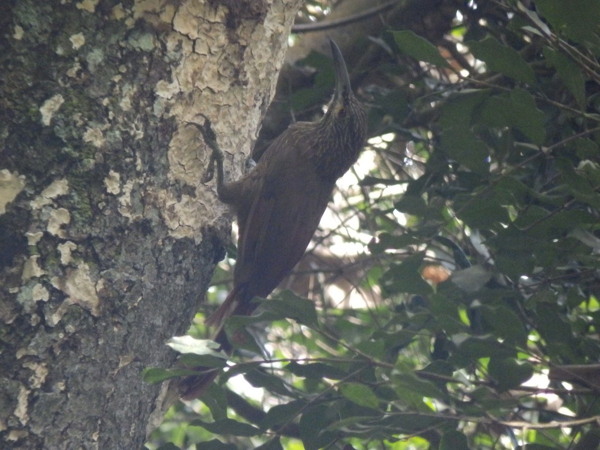 Strong-billed Woodcreeper - ML386279691