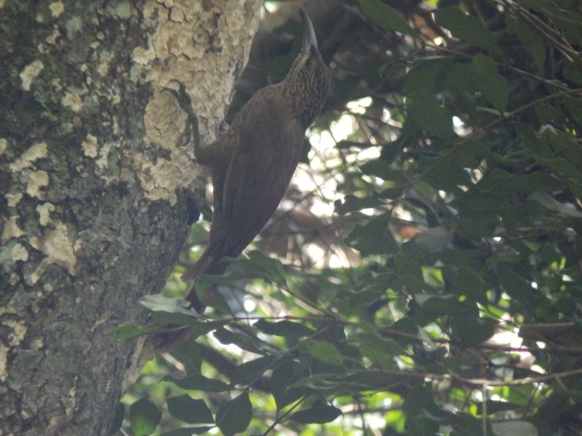 Strong-billed Woodcreeper - ML386279741