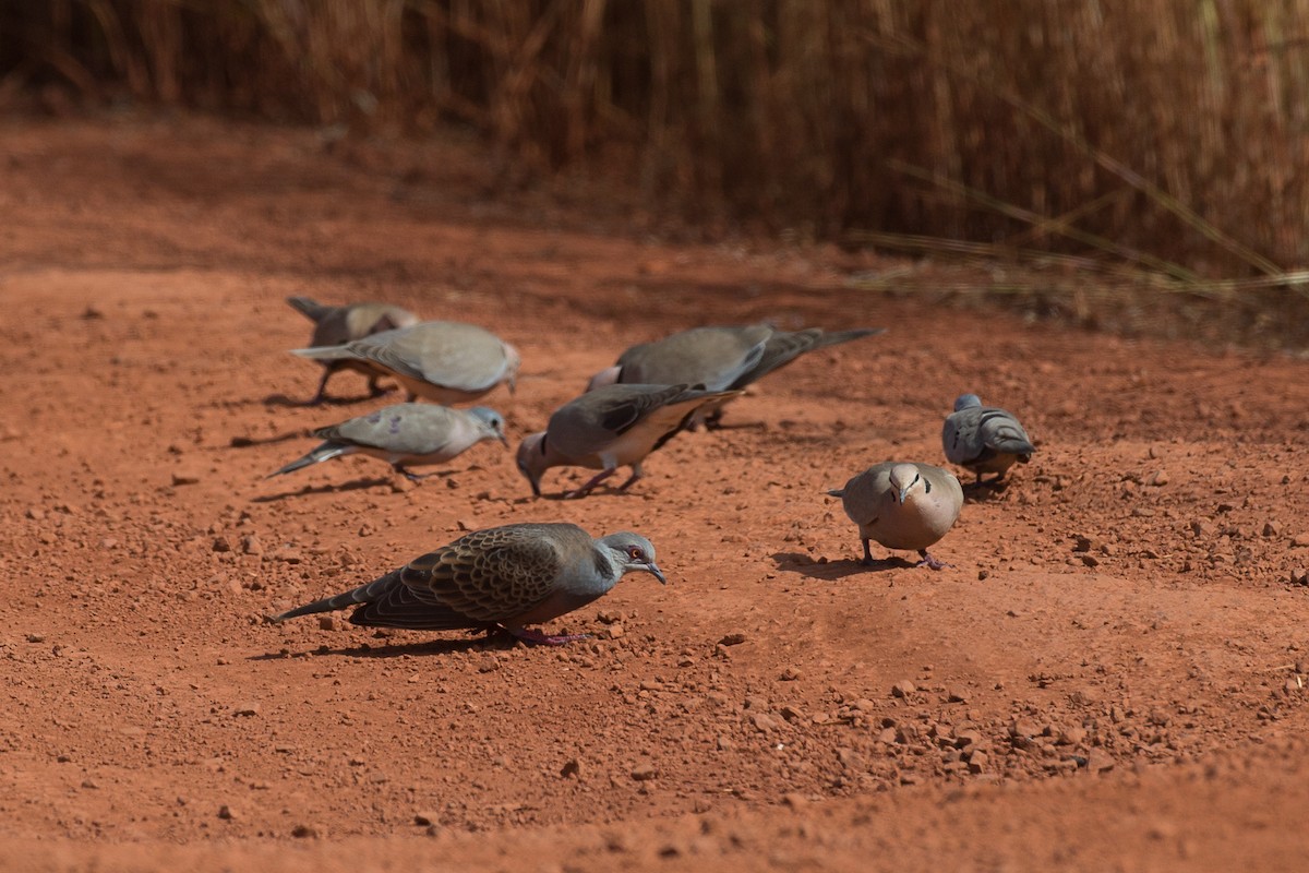 Adamawa Turtle-Dove - ML38628391