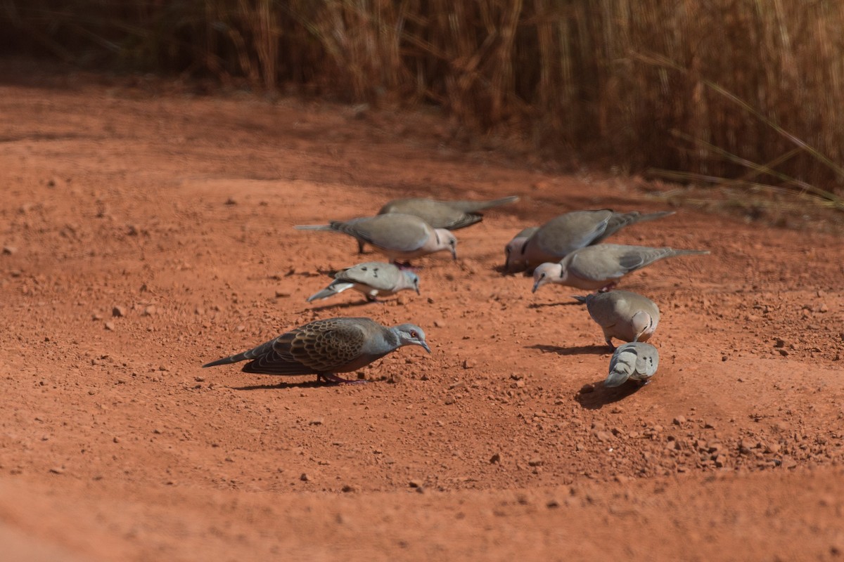 Adamawa Turtle-Dove - ML38628431