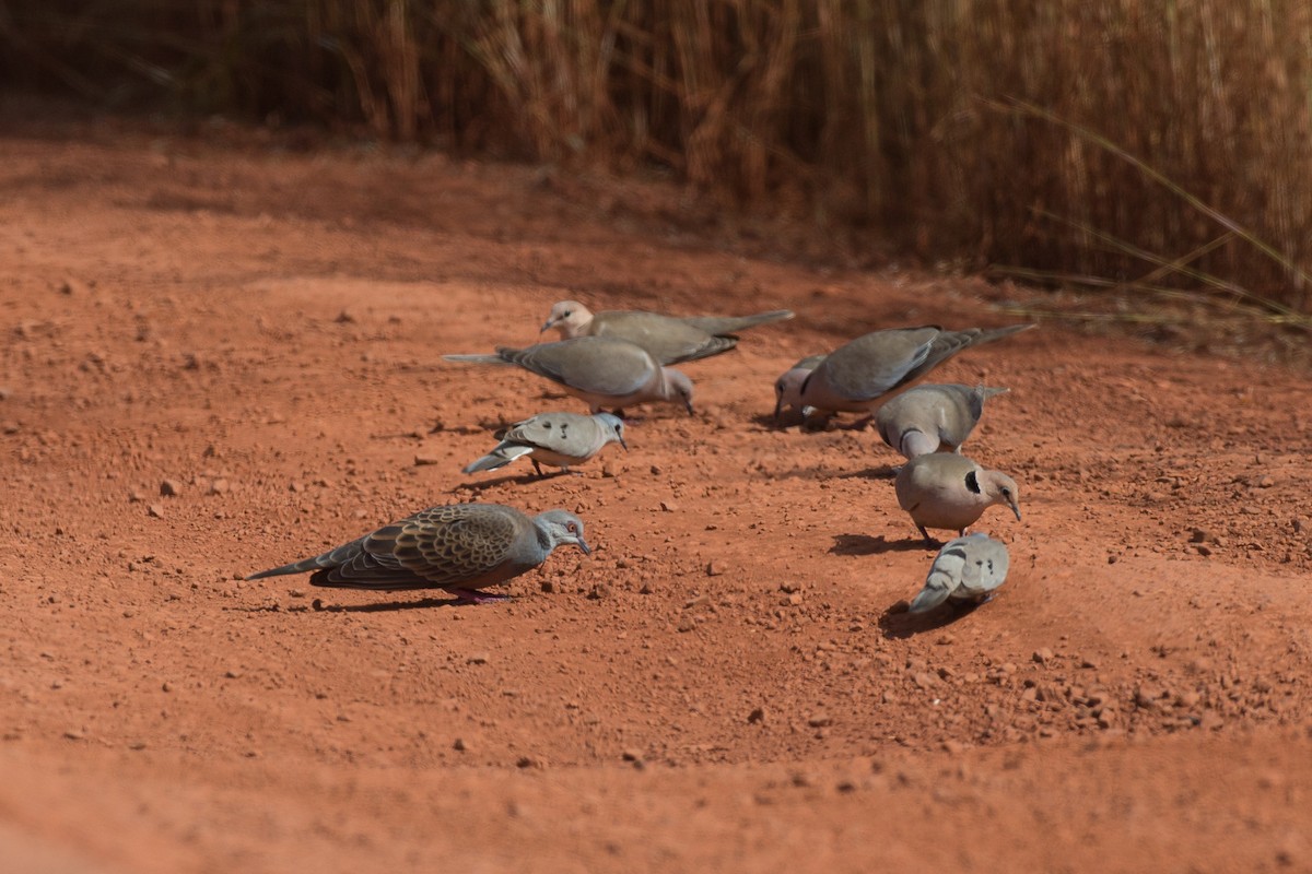 Adamawa Turtle-Dove - ML38628441