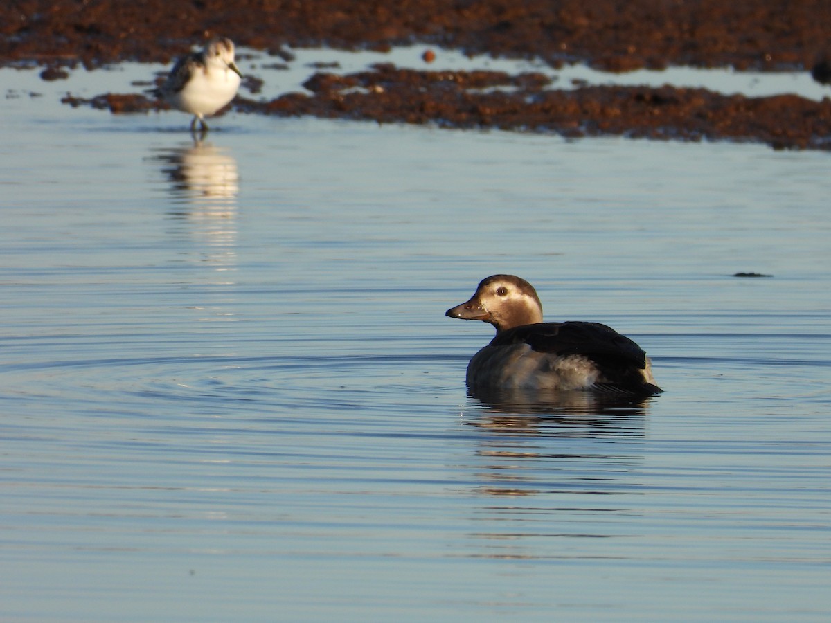 Long-tailed Duck - ML386285131