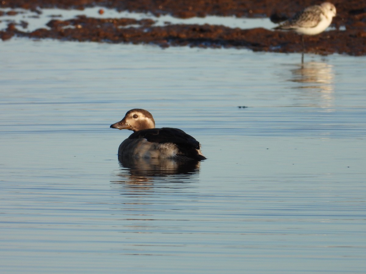 Long-tailed Duck - ML386285151