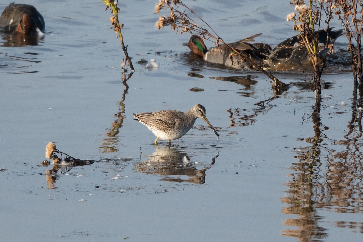 Long-billed Dowitcher - Steve Rappaport