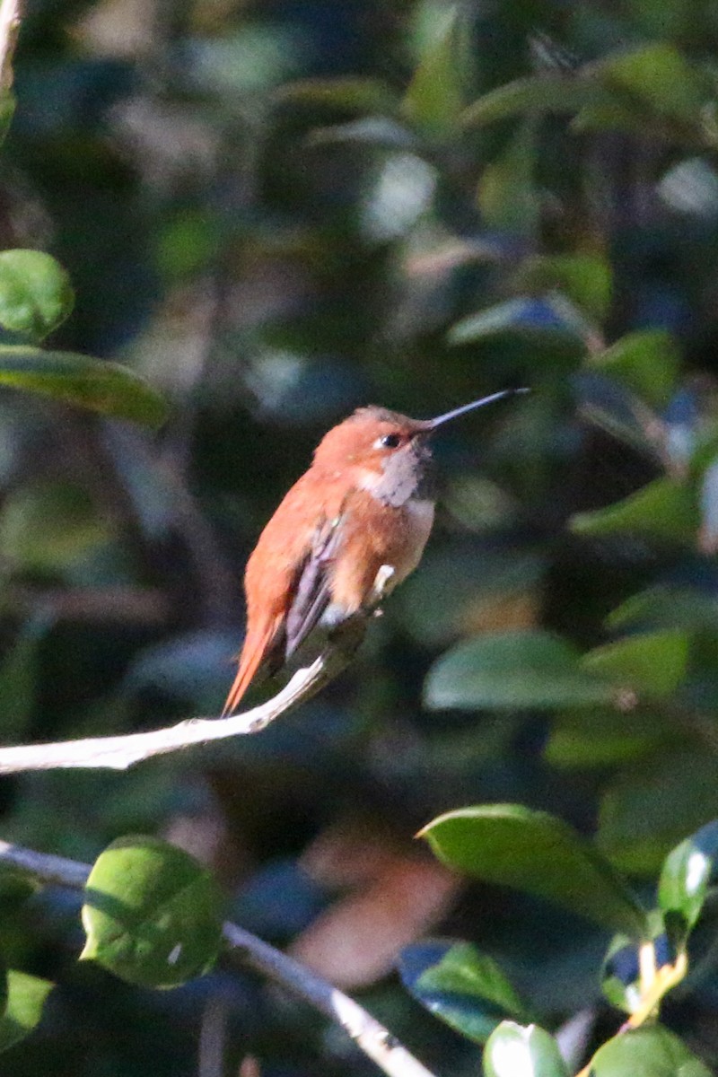 Rufous Hummingbird - ML386286411