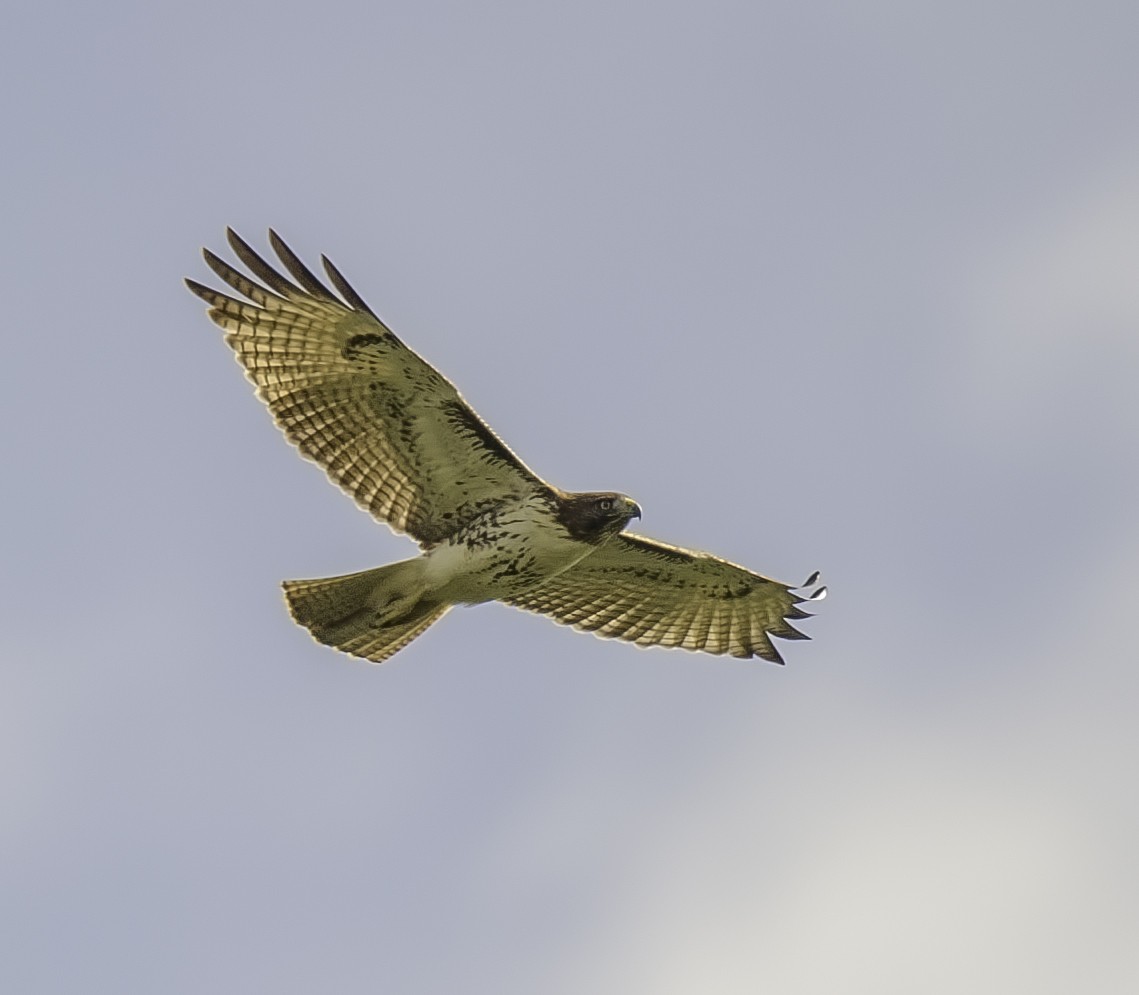 Red-tailed Hawk - ML38629121