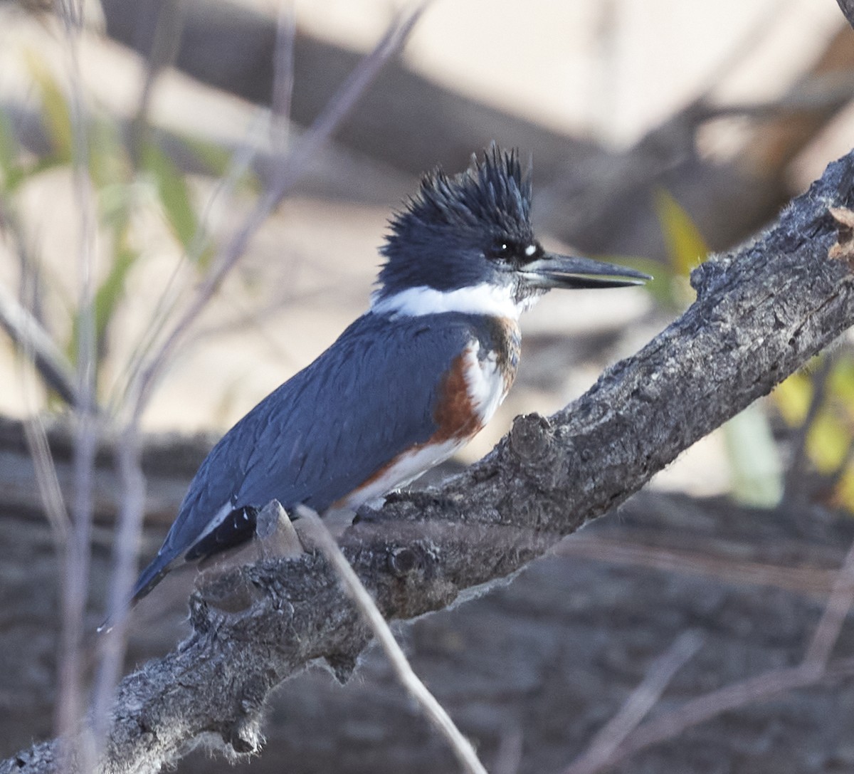 Belted Kingfisher - ML386292331