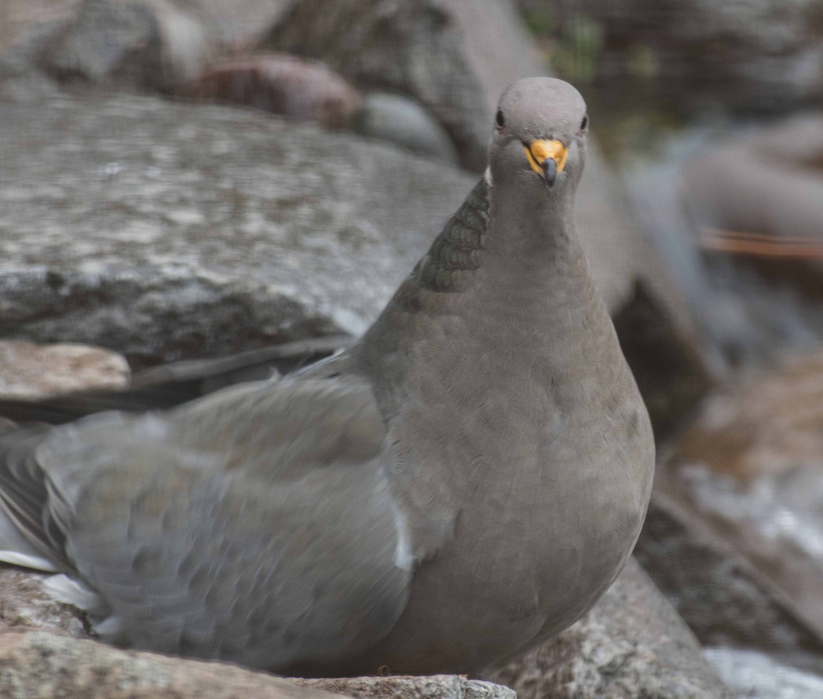 Band-tailed Pigeon - Barbara Scoles