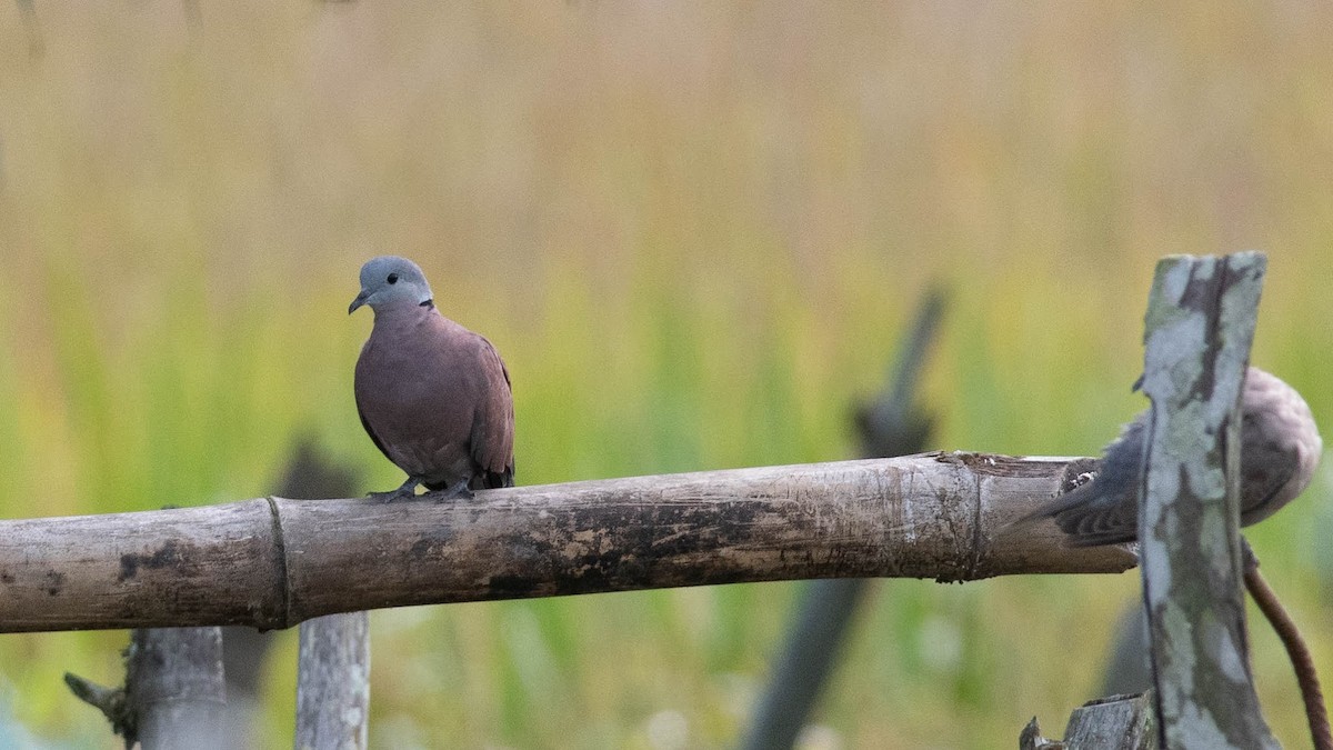 Red Collared-Dove - ML386296971
